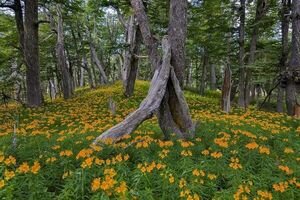 Flor de Amancay, símbolo del amor incondicional en la Patagonia argentina - Estilo de vida - ABC Color