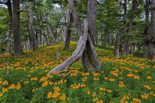 Flor de Amancay, símbolo del amor incondicional en la Patagonia argentina - Estilo de vida - ABC Color