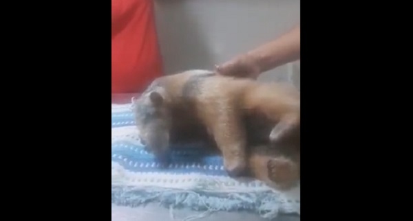 Oso melero se recupera tras sufrir machetazos