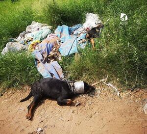 Investigan presunta tortura y muerte de dos perros Rottweiler en San Lorenzo - Nacionales - ABC Color