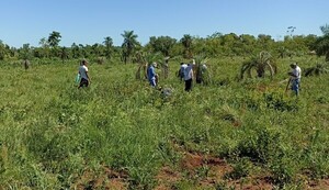 Caaguazú: Jóvenes de la comunidad Punta Porá desarrollan actividades forestales
