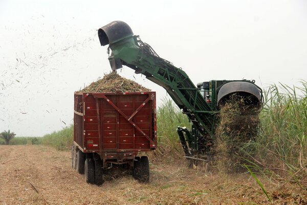 Brasil desarrolla dos variedades de caña más productiva sin ser transgénica - MarketData