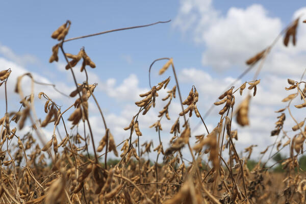 La producción de granos en Bolivia cae un 6 % con respecto al año pasado - MarketData