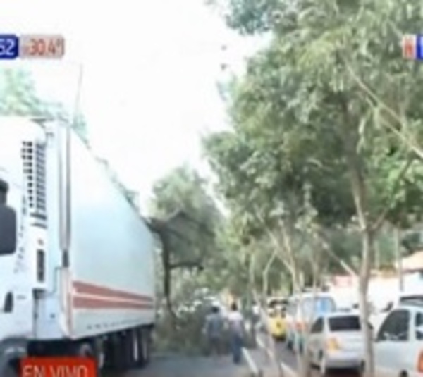 Camión tipo Scania chocó contra un árbol en Asunción  - Paraguay.com