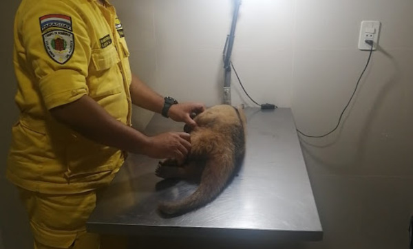 Oso melero macheteado en San Antonio se recupera