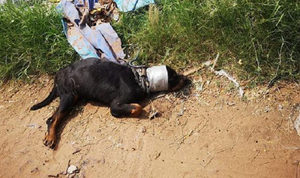 Investigan presunta tortura y muerte de dos perros Rottweiler en San Lorenzo - Noticiero Paraguay