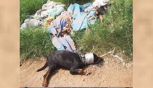 Crónica / ¡Animales!: torturan, matan y tiran a perros