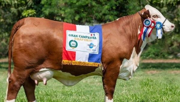 Hembra Braford paraguaya fue electa como la mejor del mundo (y otra ejemplar Brahman logró medalla de plata)