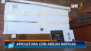 Apicultura con abejas nativas - SNT