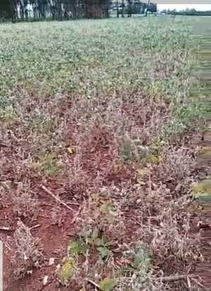 Sojeros afirman que la situación en el campo es crítica
