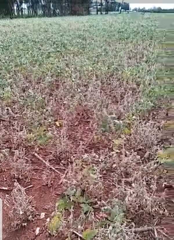 Sojeros afirman que la situación en el campo es crítica