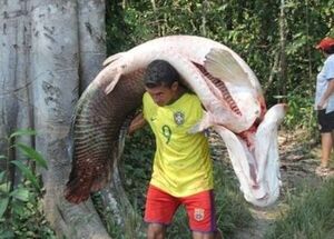 La batalla para salvar el arapaima, el pez gigante brasilero de agua dulce