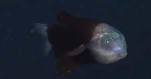 Científicos captan extraño pez de cabeza transparente y ojos tubulares - C9N