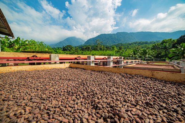Un proyecto prepara a jóvenes para liderar el futuro del cacao en Centroamérica - MarketData