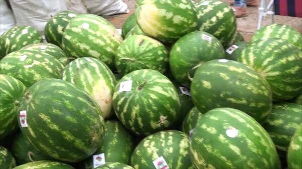 Destacan buena producción de sandias y Paso Güembé ya piensa en su fiesta nacional para enero
