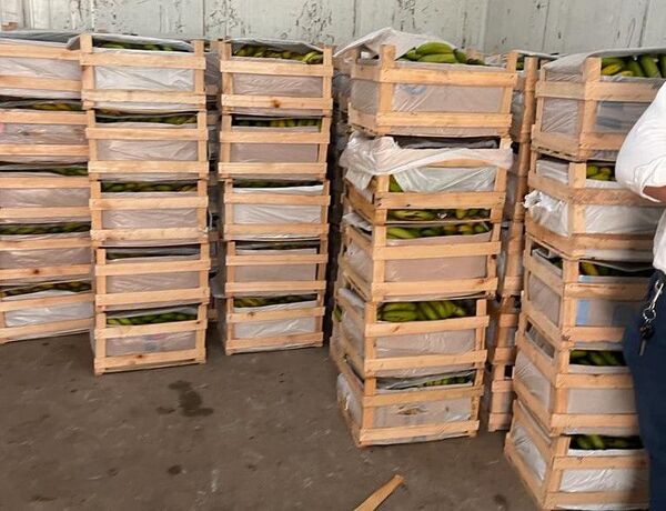 Hallan banana de contrabando en local de cooperativa de producción - Nacionales - ABC Color