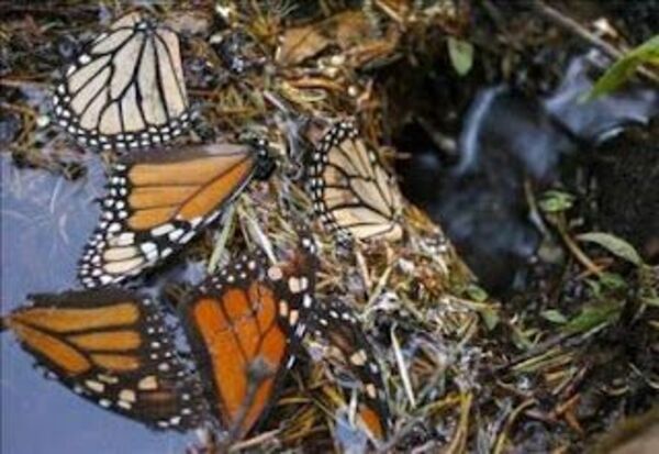 Costa Rica, principal exportador de mariposas - Ciencia - ABC Color