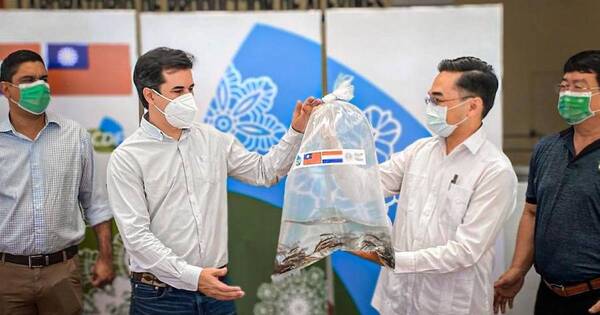 La Nación / Muestran cría artificial de surubí