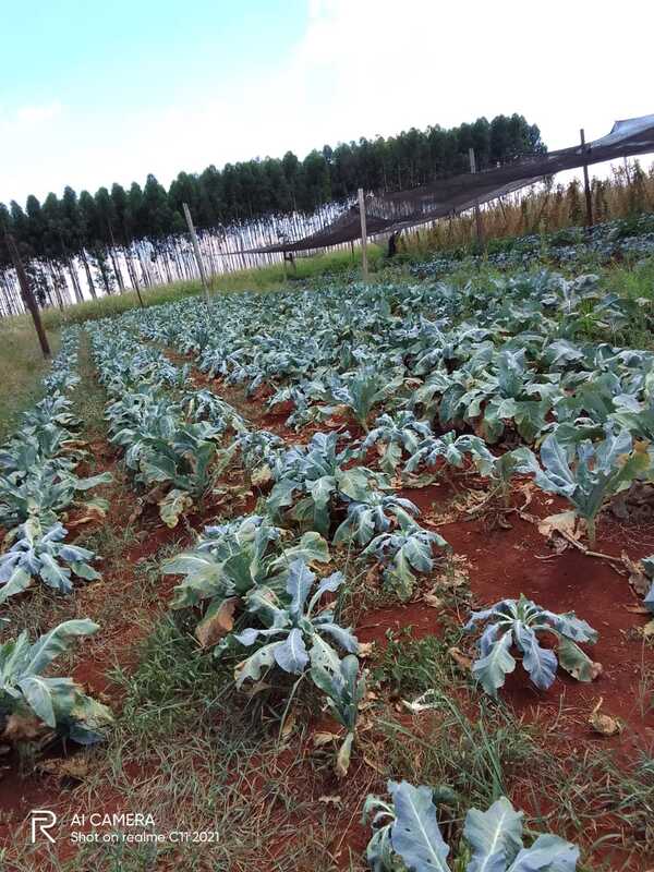 MAG ningunea a hortigranjeros de Minga al no desembolsar fondos para infraestructura - La Clave