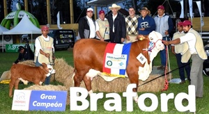 Una Vaca Braford Paraguaya se coronó como Campeona del Mundo