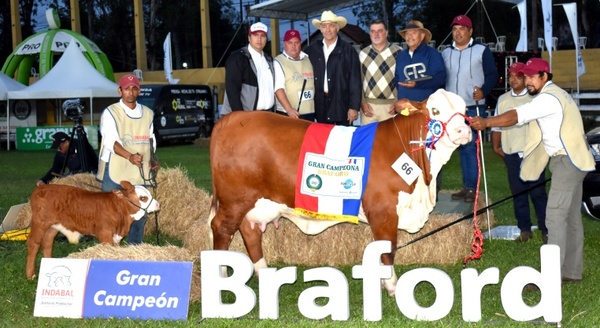 Una Vaca Braford Paraguaya se coronó como Campeona del Mundo