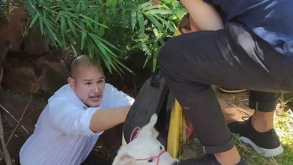 Rescatan a perrita que fue tirada a un arroyo