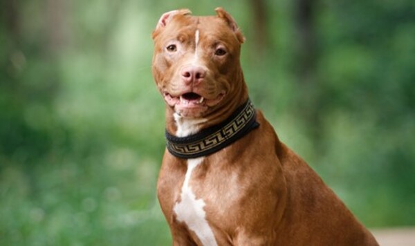 Perra pitbull le arrancó el brazo a un niño de cuatro años que quiso tocar a sus cachorros - C9N