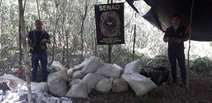 Diario HOY | Hallan campamento narco de marihuana en Canindeyú