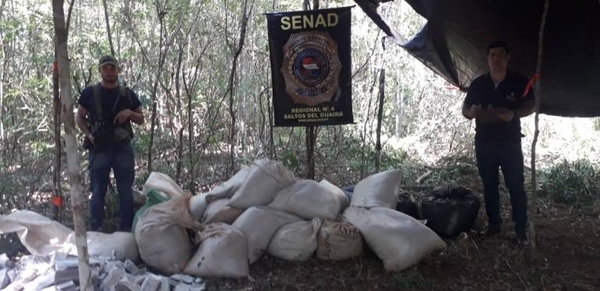 Diario HOY | Hallan campamento narco de marihuana en Canindeyú
