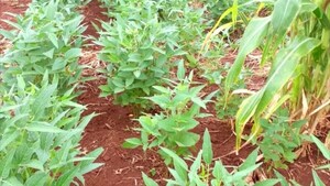 Feria de productos orgánicas y ecológicas se realizará en Nva. Alborada