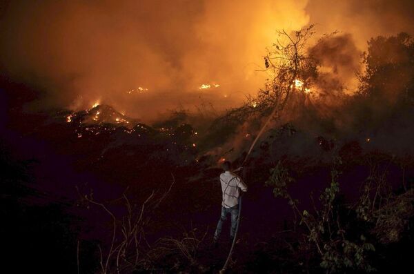 Casi 17 millones de vertebrados murieron en el incendio del Pantanal, Brasil - Ciencia - ABC Color