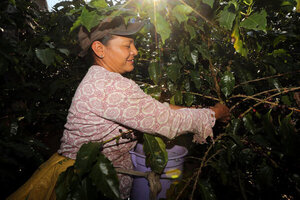 El IICA premia a empresas y cooperativas de café innovadoras en Centroamérica - MarketData