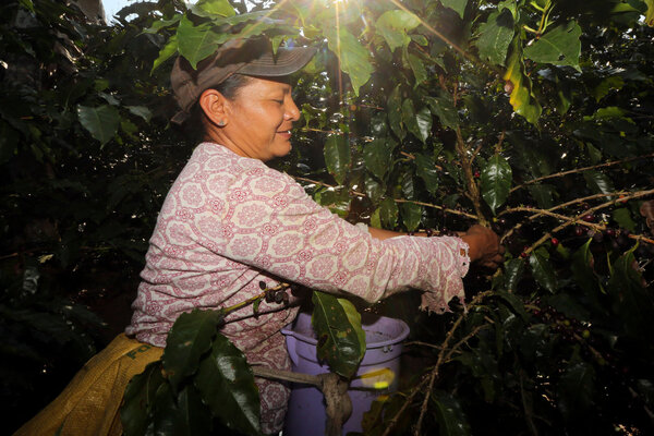 El IICA premia a empresas y cooperativas de café innovadoras en Centroamérica - MarketData