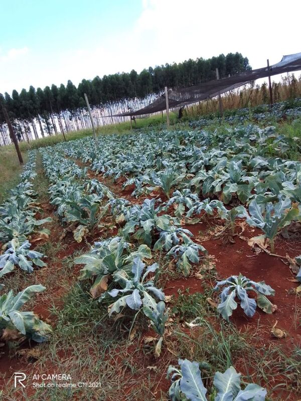 MAG ningunea a hortigranjeros de Minga Guazú al no desembolsar fondos para infraestructura