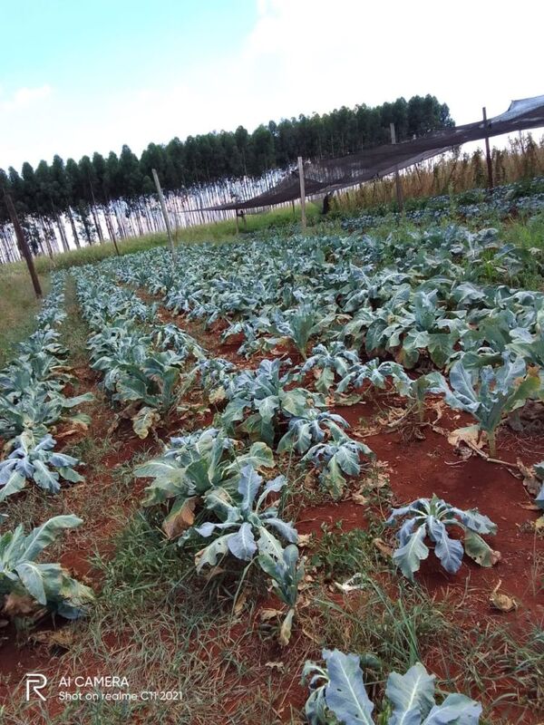 MAG ningunea a hortigranjeros de Minga Guazú al no desembolsar fondos para infraestructura