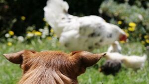 Un perro es denunciado por más de 15 familias de Carapeguá