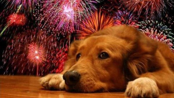 Mascotas pueden morir por el estrés causado por los fuegos artificiales