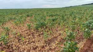 Sequía afecta principalmente la siembra temprana de soja, alertan - Nacionales - ABC Color