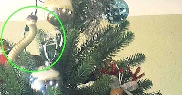 Crónica / En un árbol de Navidad había un “regalito” muy venenoso