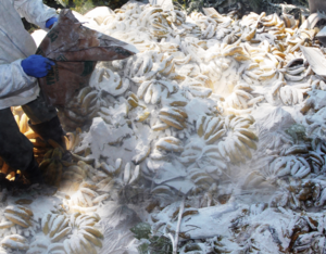 Seis toneladas de bananas decomisadas fueron destruidas por el Senave - .::Agencia IP::.