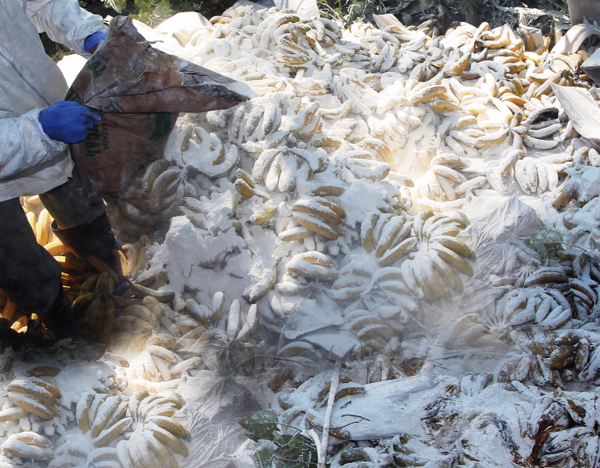 Seis toneladas de bananas decomisadas fueron destruidas por el Senave - .::Agencia IP::.