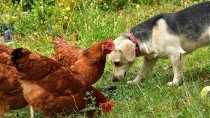 Vecinos denuncian a firulais por comer a sus gallinas