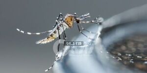 Reportan “Cero casos ” de Dengue en Pedro Juan