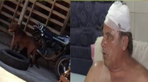 Diario HOY | Hombre zafa de mortal ataque de Pitbull tras arriesgada maniobra