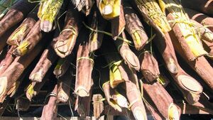 Flor de coco ya invade las calles con su aroma