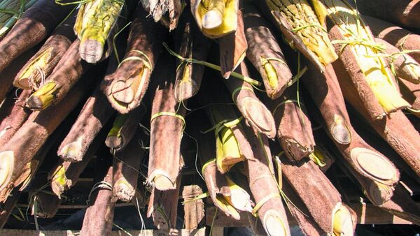 Flor de coco ya invade las calles con su aroma