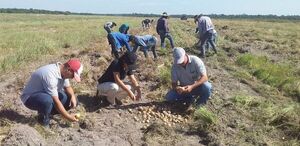 Cebolleros exigen que se ponga freno al contrabando para evitar millonarias pérdidas en el sector - Nacionales - ABC Color