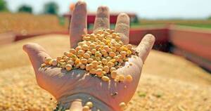 La Nación / Soja cierra con cosecha de casi 11 millones de toneladas