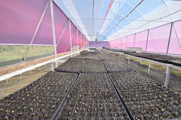 Habilitan vivero para la producción de plantines hortícolas en Caazapá - .::Agencia IP::.