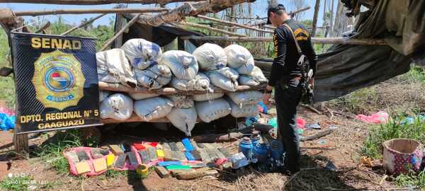Caaguazú: SENAD detectó más de 1.500 kilos de marihuana en un campamento narco